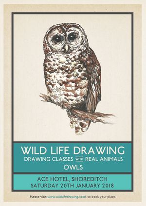 Wild Life Drawing: Owls