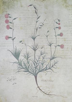 Wild Life Drawing Online: Botanical History