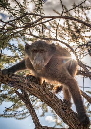 Wild Life Drawing Online: Baboons