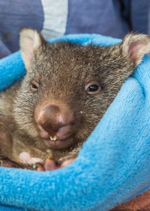 Wild Life Drawing Online: Wombats