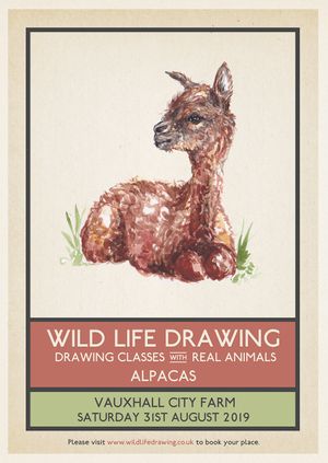 Wild Life Drawing: Alpacas