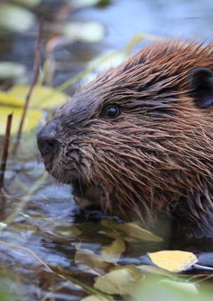 Wild Life Drawing Online: Beavers
