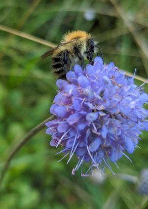 Wild Life Drawing Online: Bumblebees