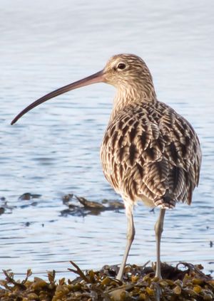 Wild Life Drawing Online: Curlews