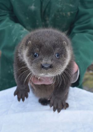 Wild Life Drawing Online: Otters