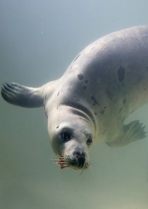 Wild Life Drawing Online: Seals (Live)