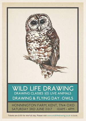 Drawing & Flying: Owls of the World