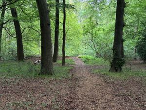 Little Hampden_woods